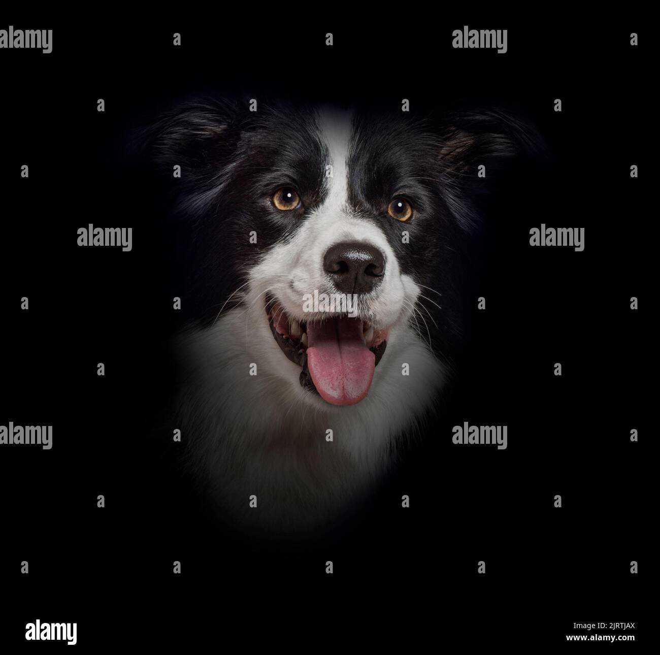 Primo piano del cane Collie bordo su sfondo nero Foto Stock