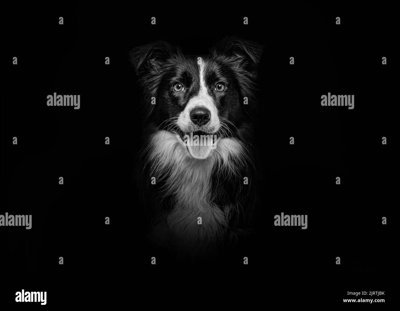 Primo piano del cane Border Collie guardando la telecamera su sfondo nero Foto Stock