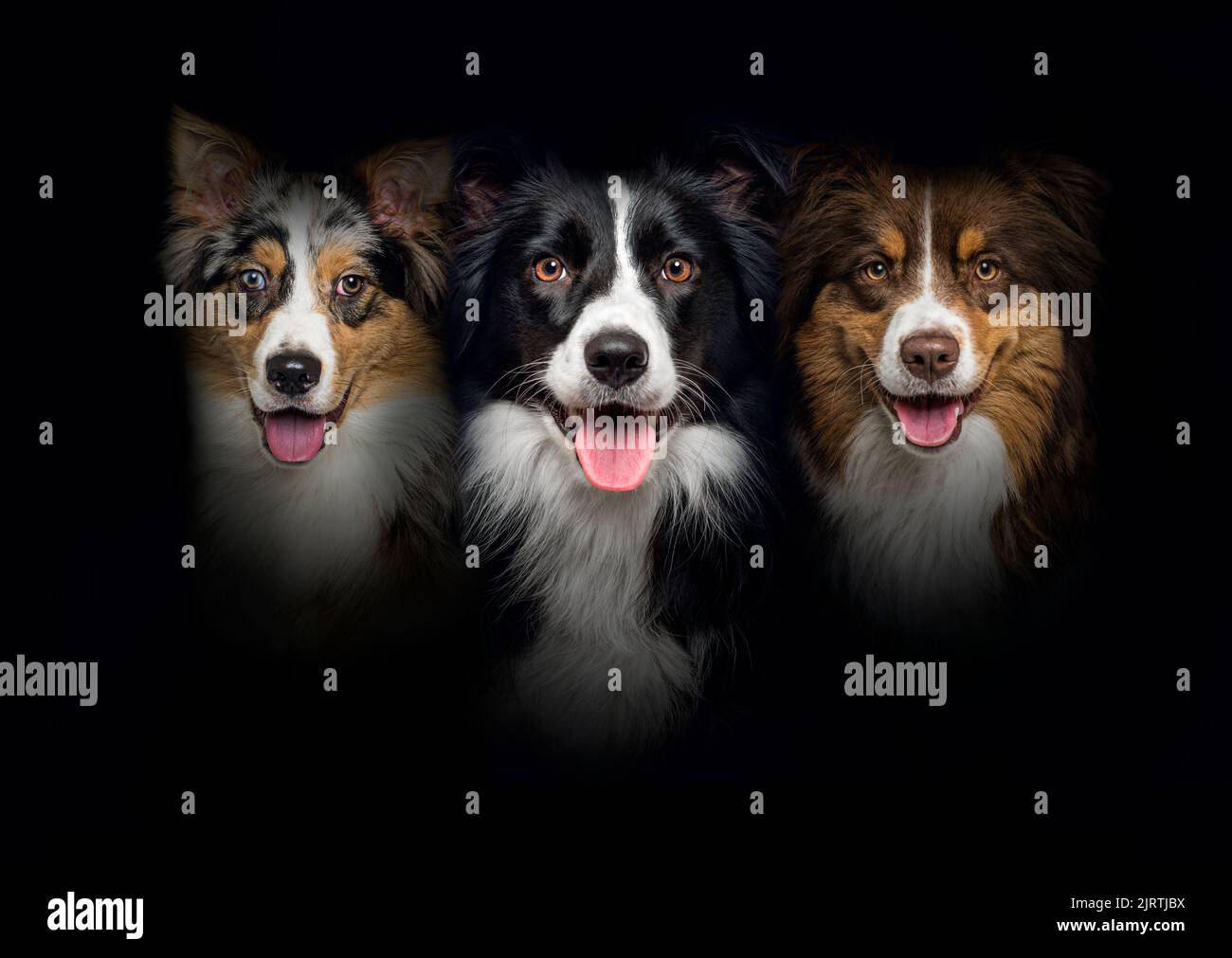 Gruppo di cani, collie di confine e Pastore australiano, ansimando insieme su uno sfondo nero Foto Stock