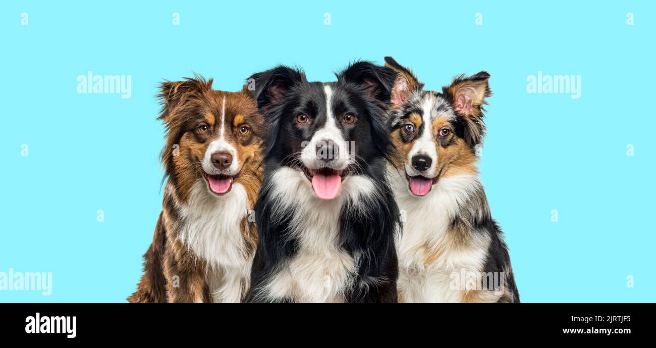 Gruppo di cani, collie di confine e Pastore Australiano, ansimando insieme su uno sfondo blu Foto Stock