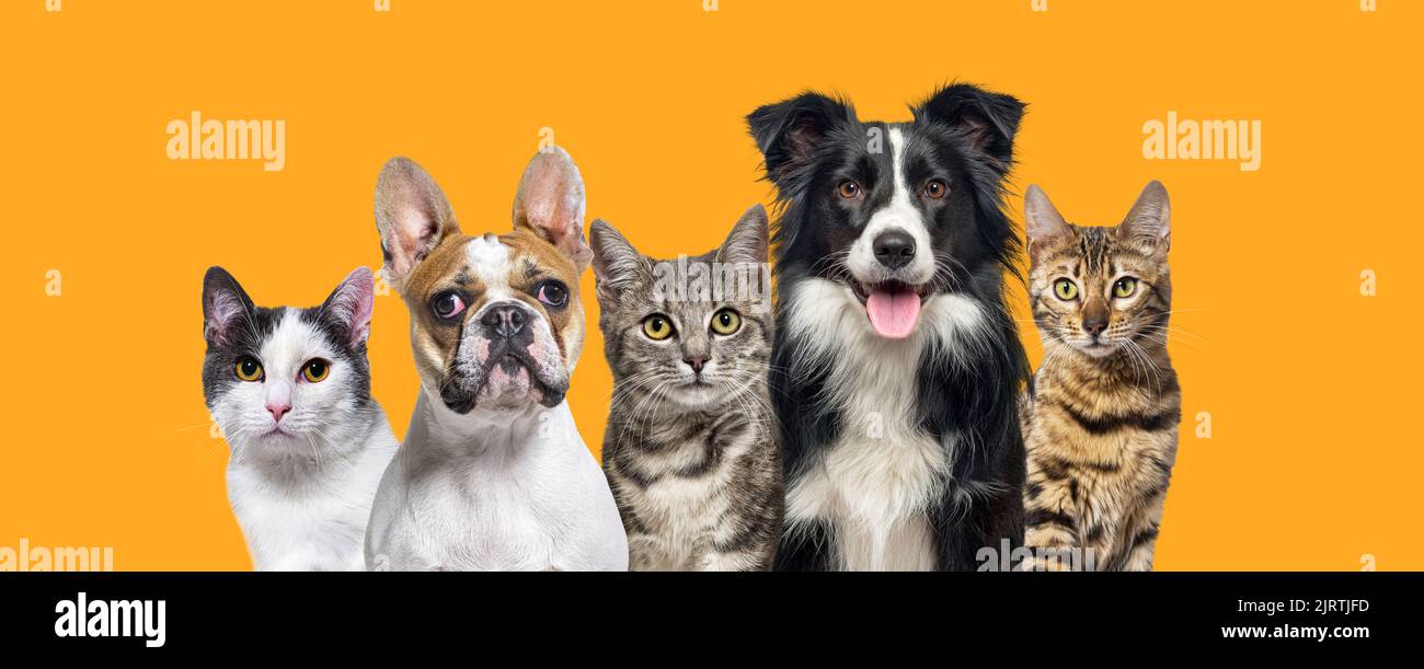 Grande gruppo di cani e gatti che guardano la telecamera su sfondo dorato Foto Stock