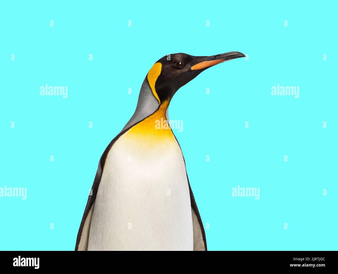 Pinguino re in piedi di fronte a uno sfondo blu Foto Stock