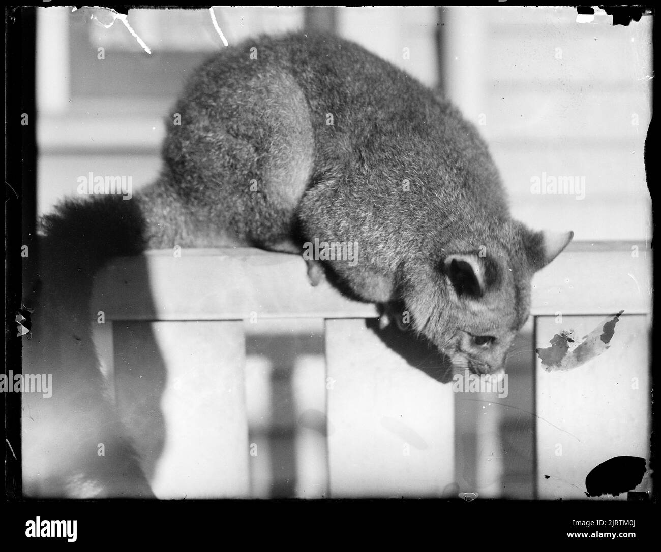 Possum, di Leslie Adkin. Foto Stock