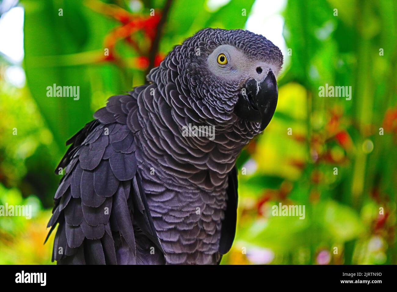 Un primo piano di un pappagallo grigio isolato su uno sfondo verde Foto Stock