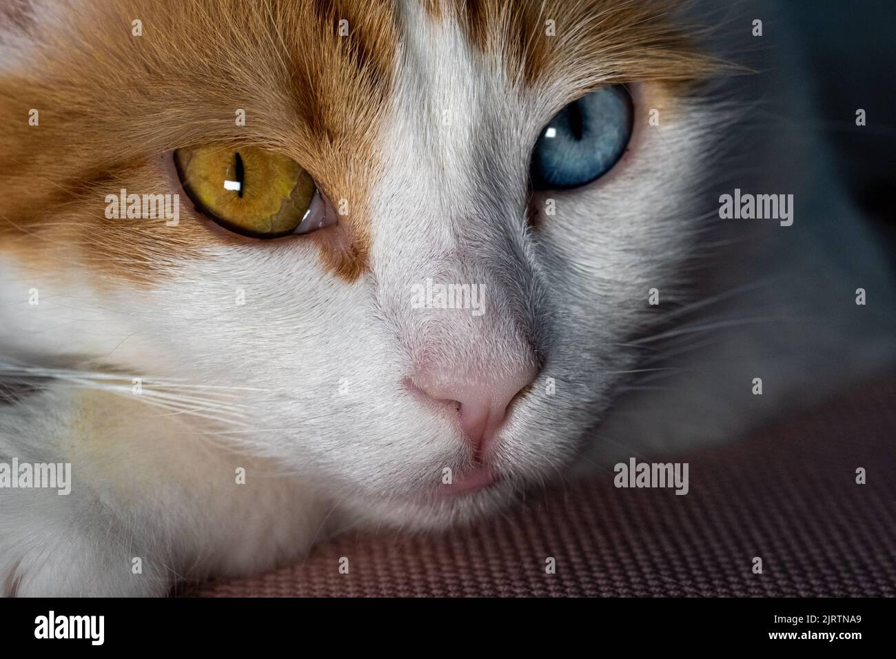 Gatto primo piano ritratto di carina pelliccia bianca e gialla con due diversi colori occhi di blu e giallo Foto Stock