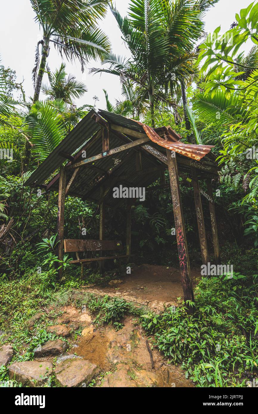 Riparo dalla pioggia danneggiato lungo il Monte Britton Trail nelle giungle della foresta nazionale di El Yunque a Puerto Rico Foto Stock