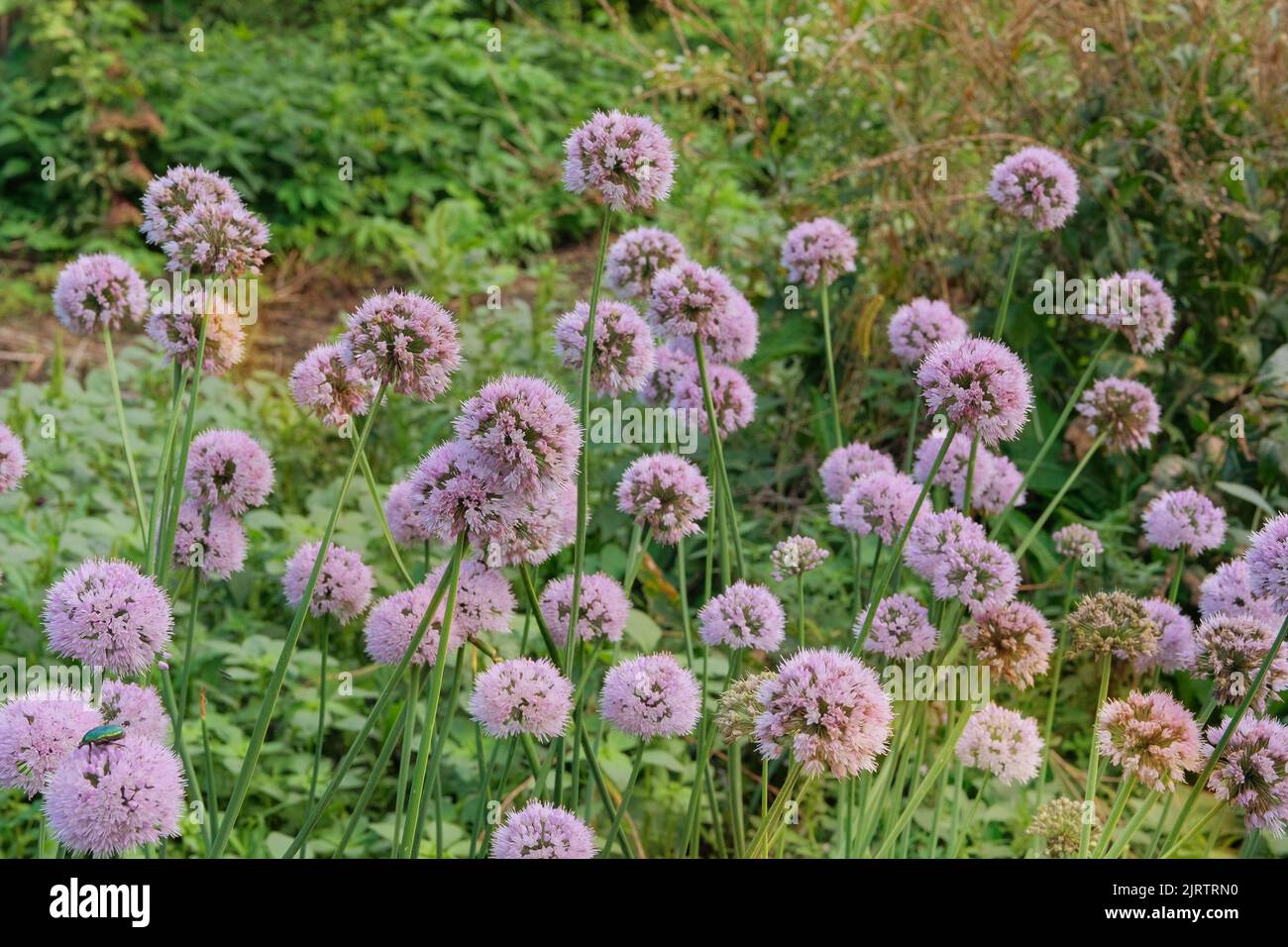 Fiori di cipolla viola in agricoltura e raccolta. Ortaggi biologici coltivati in un giardino rustico. Vegetali crescenti in casa. Foto Stock
