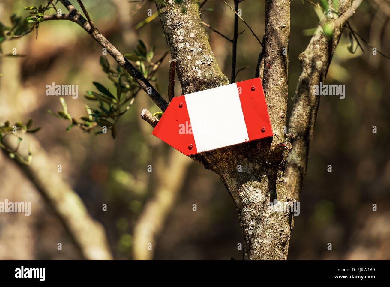 Primo piano di un cartello direzionale rosso e bianco con spazio copia appeso su un ulivo, sentiero in Liguria, cinque Terre, Italia, Europa. Foto Stock