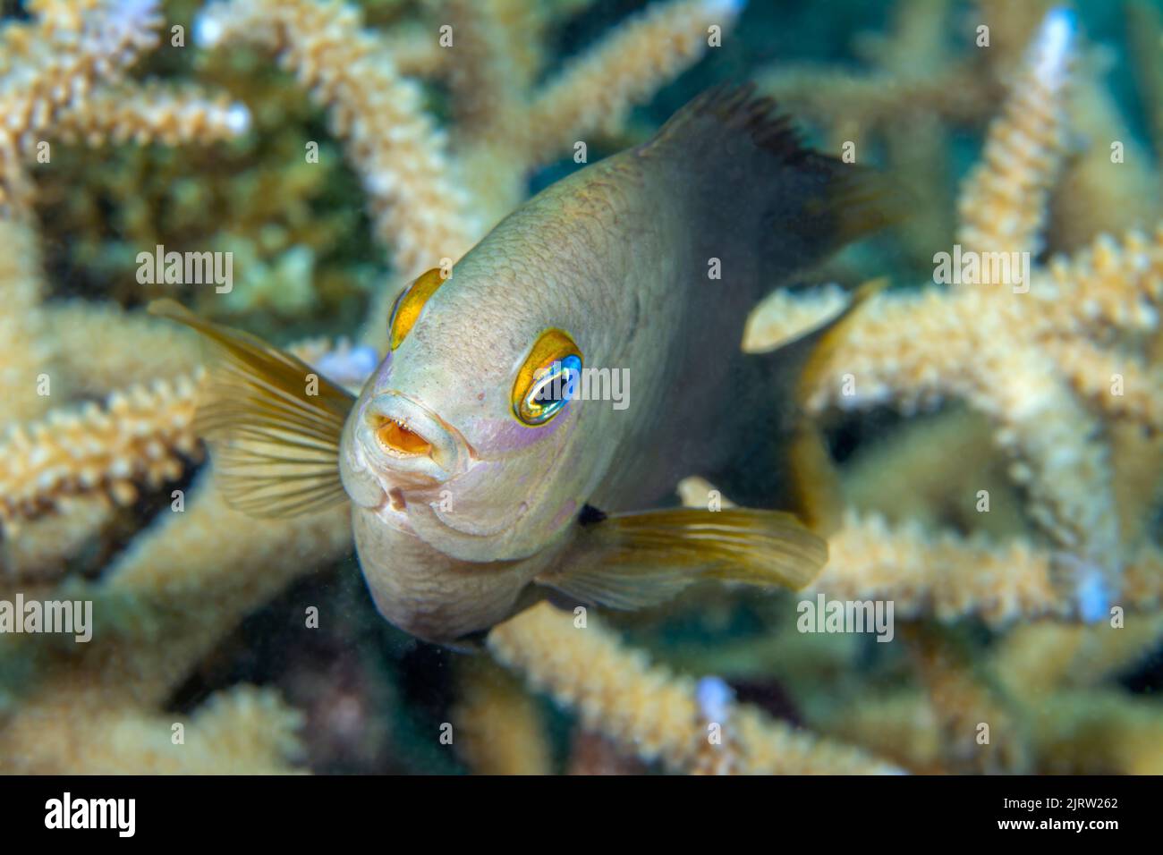 Una dama freccette dentro e fuori da un'area di corallo duro per la protezione su una barriera corallina nelle Fiji. Foto Stock