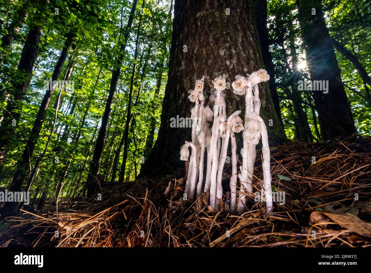 Indian Pipe o Ghost Plant (Monotropa uniflora) - vicino a Pisgah National Forest, Brevard, North Carolina, Stati Uniti Foto Stock