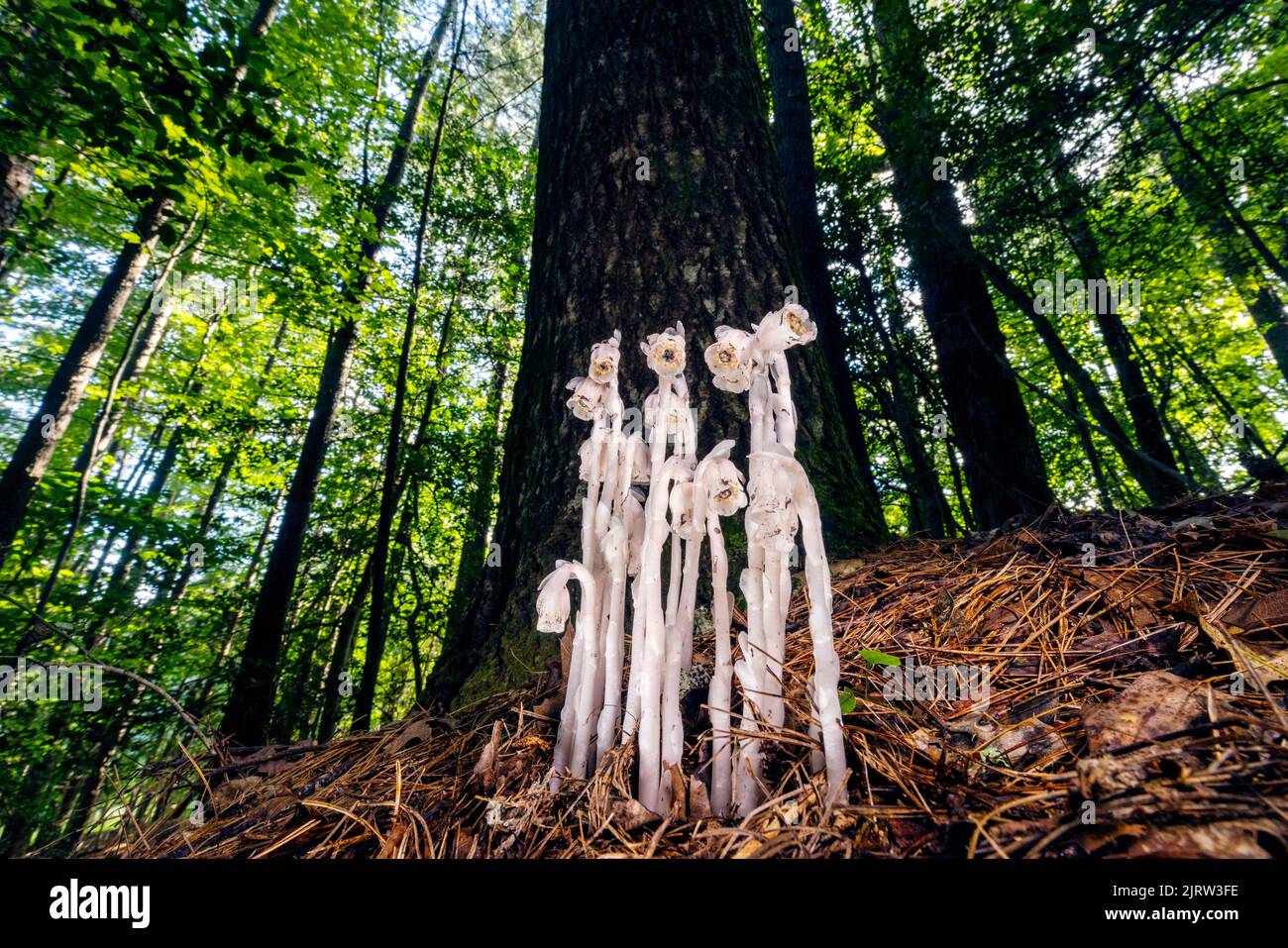Indian Pipe o Ghost Plant (Monotropa uniflora) - vicino a Pisgah National Forest, Brevard, North Carolina, Stati Uniti Foto Stock