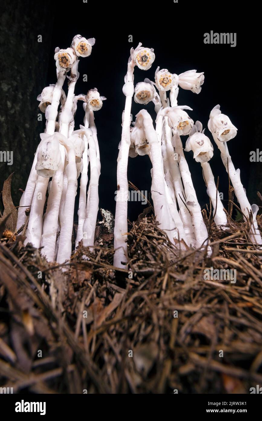 Indian Pipe o Ghost Plant (Monotropa uniflora) - vicino a Pisgah National Forest, Brevard, North Carolina, Stati Uniti Foto Stock