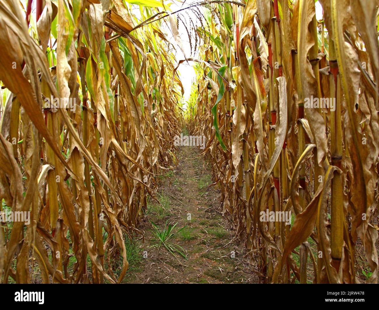 Mais. Pianta coltivata erbacea annuale. Campo di mais e modo tra gli stocchi. Raccolta autunnale di cereali e foraggio per bestiame Foto Stock