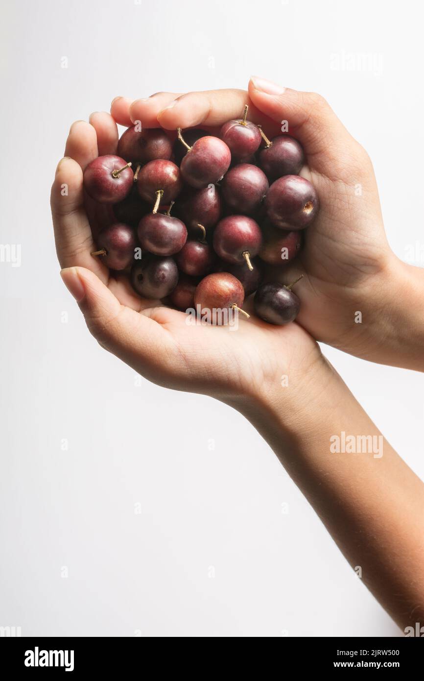 manciata di frutti di susina del governatore, flacourtia indica, anche noto come ramontchi, susina malgascia o susina indiana, frutti carnosi neri rossastri isolati Foto Stock