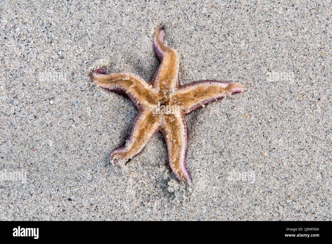 Starfish su Sandy Beach, Luskentyre Beach, Harris, Isola di Harris, Ebridi, Ebridi esterne, Western Isles, Scozia, Regno Unito, Gran Bretagna Foto Stock