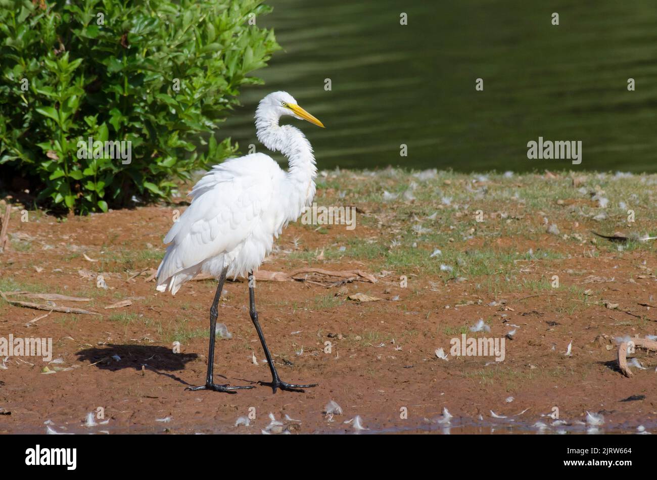 Grande Egret, Ardea alba, scuotendo via l'acqua in eccesso Foto Stock