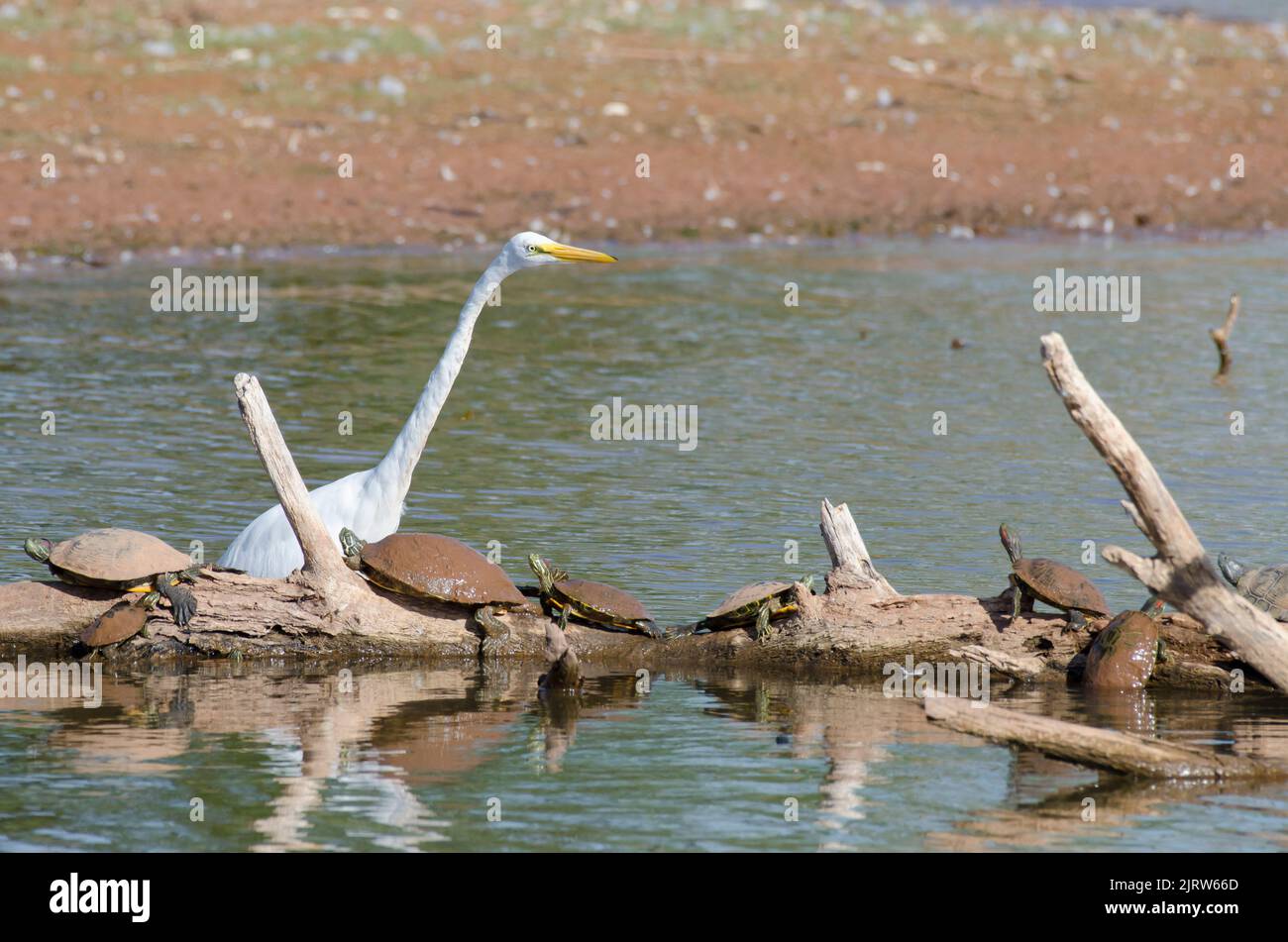 Grande Egret, Ardea alba, peering a sliders dalle orecchie rosse, Trachemys scripta, e Eastern River Cooter, Pseudemys concinna concinna, arroccato su log Foto Stock