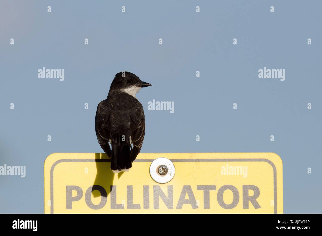 Eastern Kingbird, Tyrannus tyrannus, arroccato su impollinatore Habitat segno Foto Stock