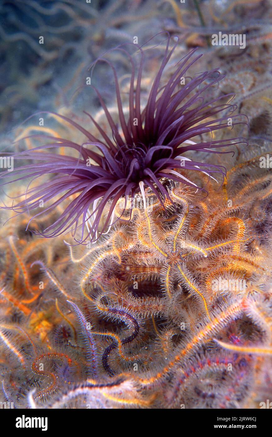 Un anemone a tubo viola è circondato da centinaia di colorate stelle fragili Foto Stock