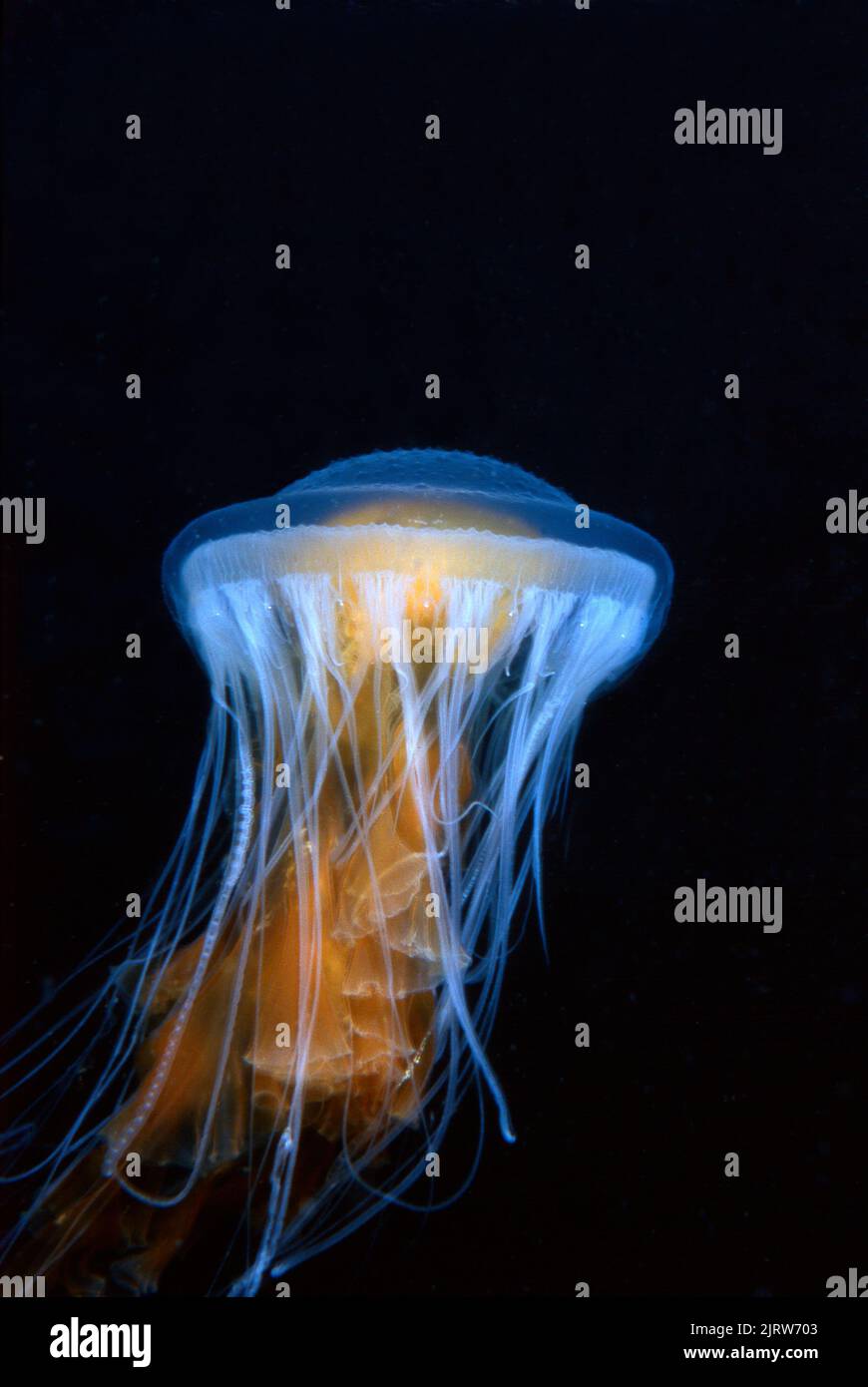 Meduse retroilluminate con tenaboli puzzolenti pulsano attraverso l'acqua durante la notte. Foto Stock