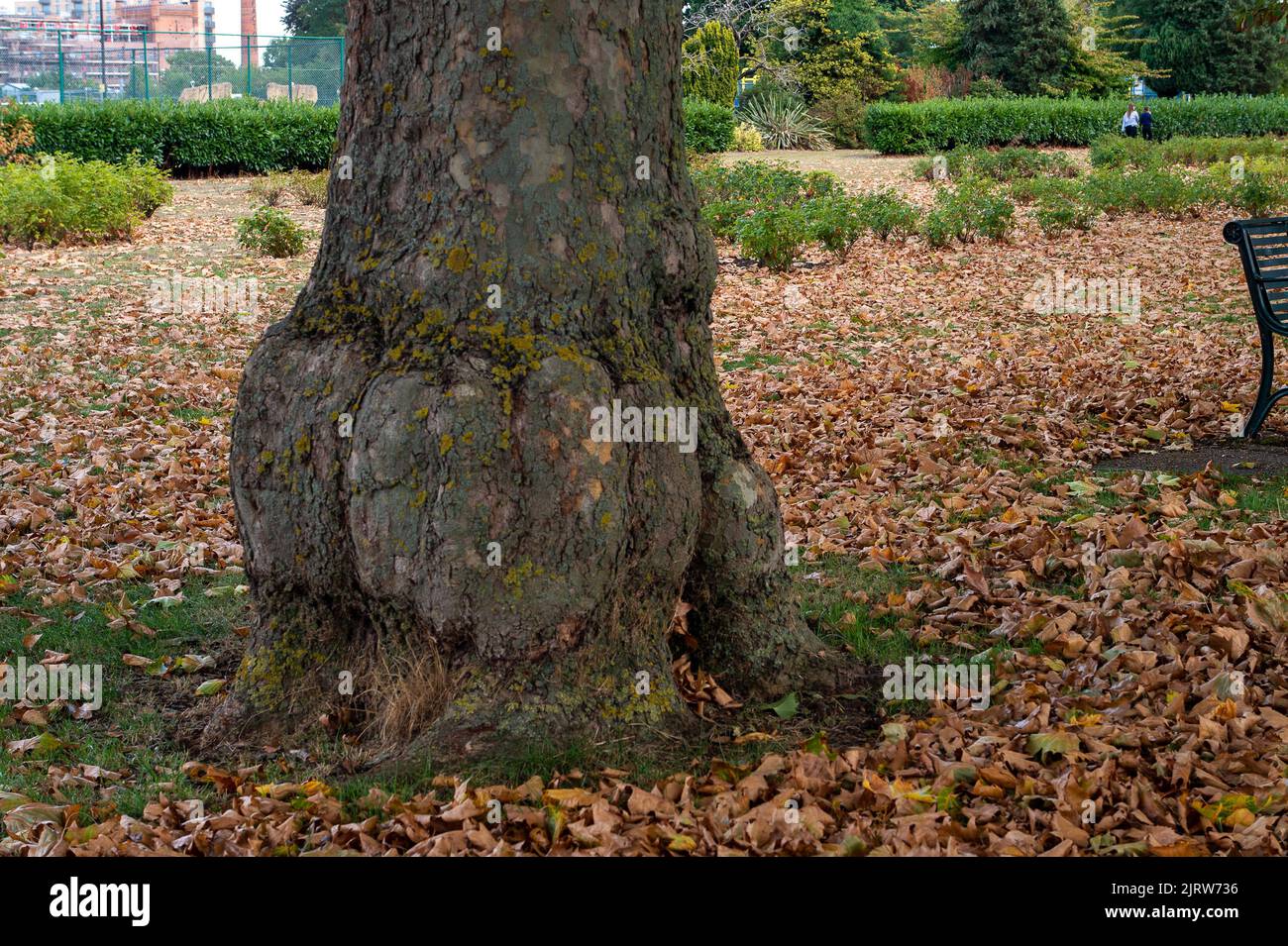 Slough, Berkshire, Regno Unito. 26th agosto, 2022. In scene più reminiscenti dell'autunno, le foglie giacciono a terra nel Salt Hill Park mentre cadono fuori da Lime qualsiasi Sycamore alberi a causa della continua siccità. Credit: Maureen McLean/Alamy Live News Foto Stock