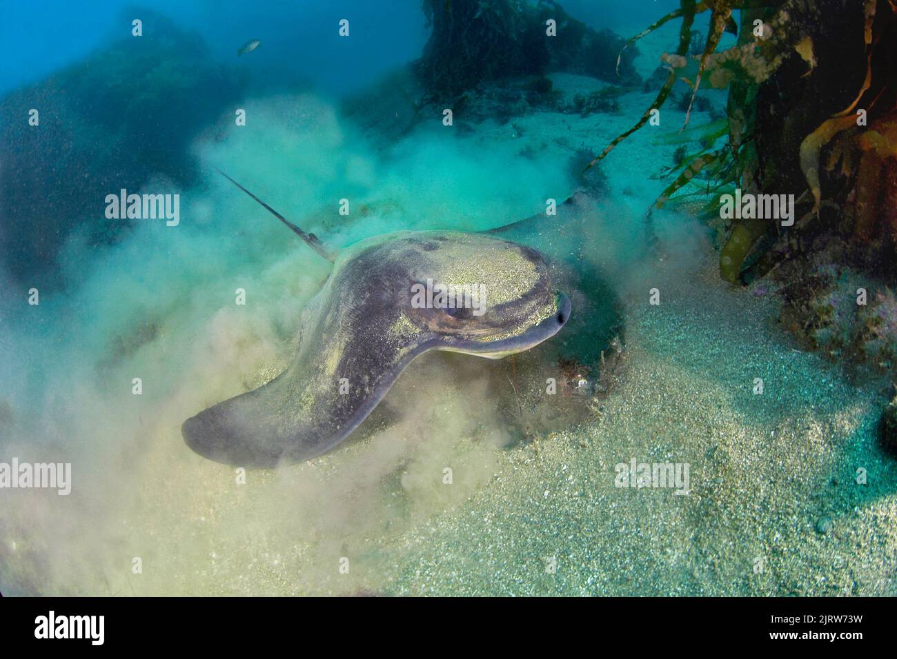 Un raggio di bat da mangiare scava nella sabbia alla ricerca di piccoli granchi, gamberetti e vongole su una barriera corallina dell'isola di Catalina. Foto Stock