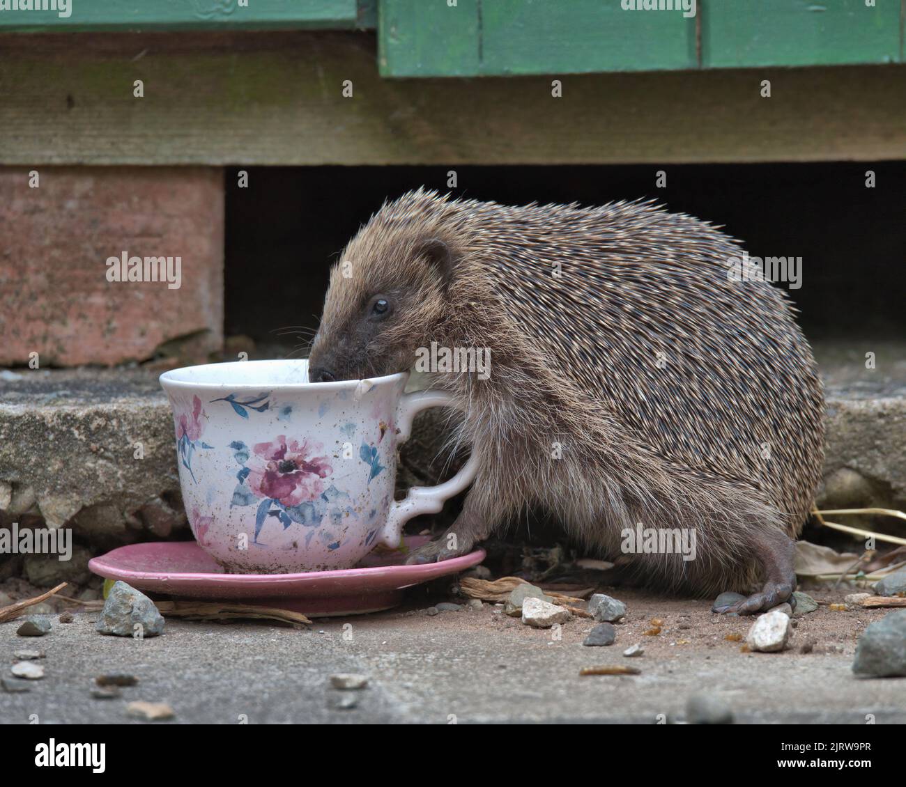 Riccio europeo mangiare cibo di uccelli da una tazza e un piattino. Foto Stock