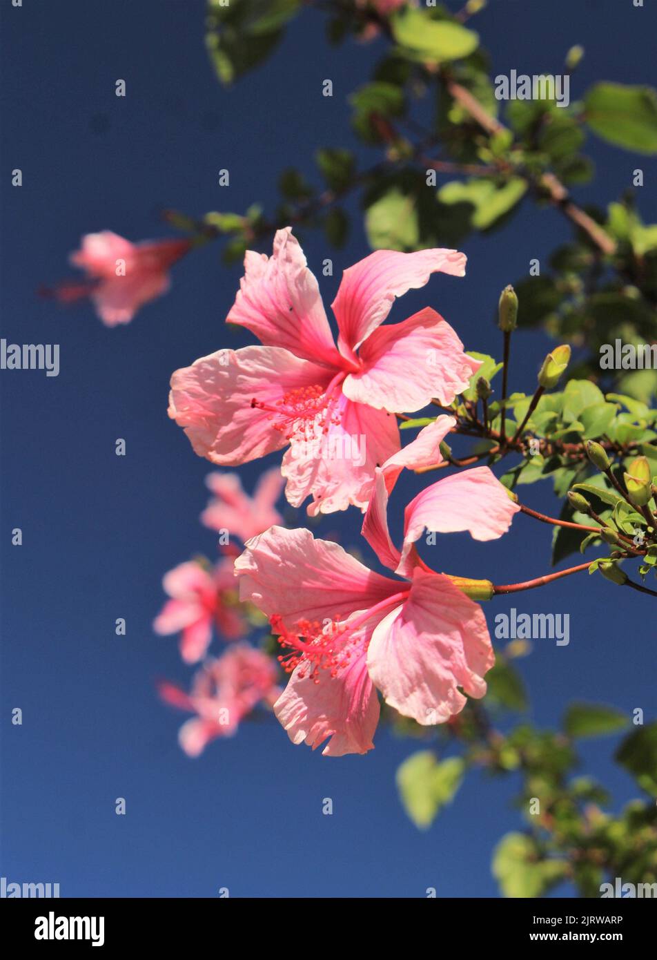 Grande fiore rosa Hibiscus contro il cielo blu Foto Stock