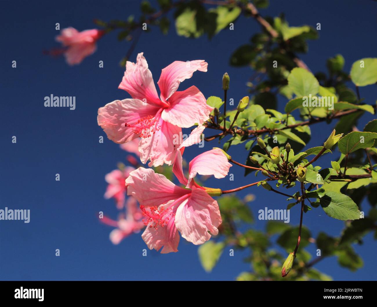 Grande fiore rosa Hibiscus contro il cielo blu Foto Stock
