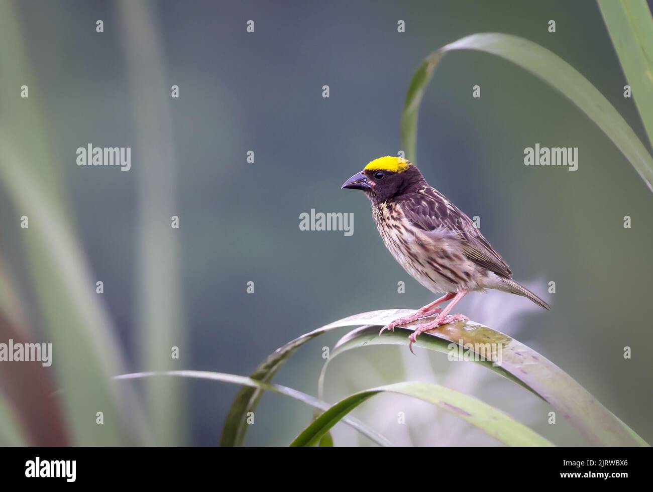 Il tessitore striato (Ploceus manyar) è una specie di uccello tessitore che si trova nell'Asia meridionale e nell'Asia sudorientale. Foto Stock