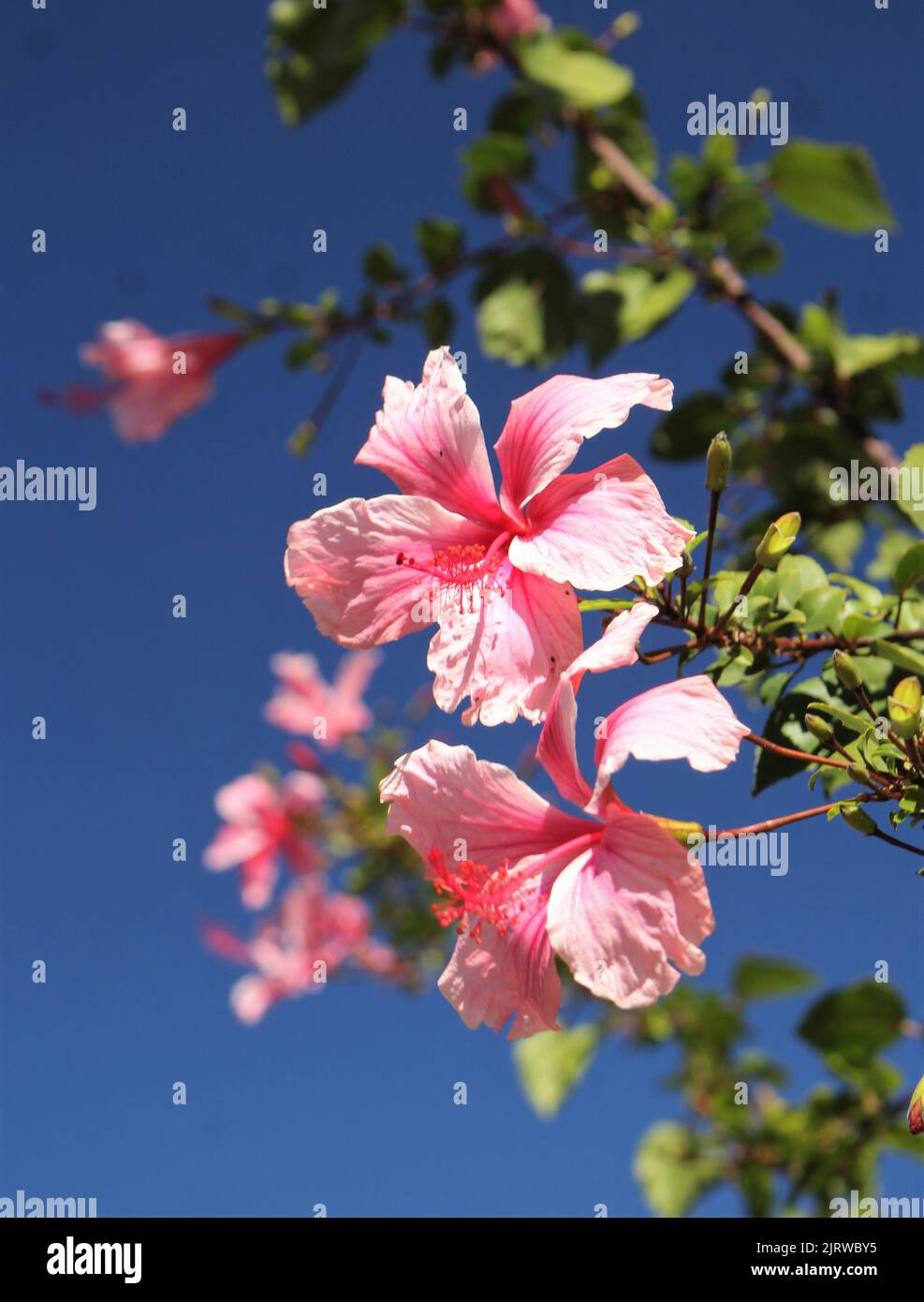 Grande fiore rosa Hibiscus contro il cielo blu Foto Stock
