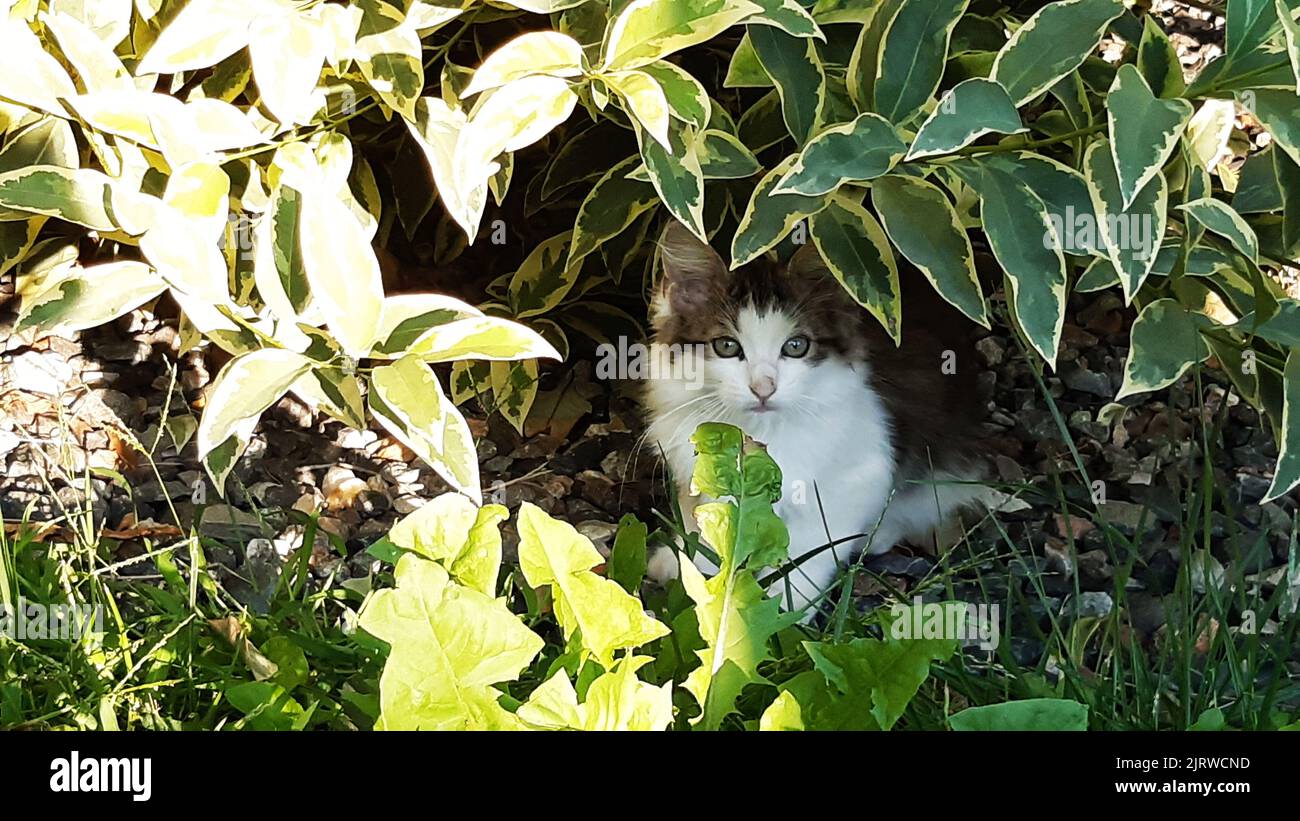 Piccolo gatto con capelli lunghi, nascosto sotto le foglie in giardino. Foto Stock