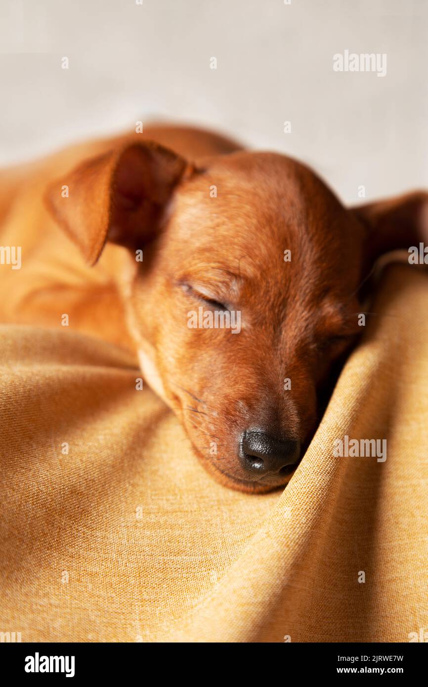 il cucciolo del pincher dorme dolcemente. Il concetto di cura degli animali domestici. Foto verticale: Un cucciolo marrone giace su uno marrone Foto Stock