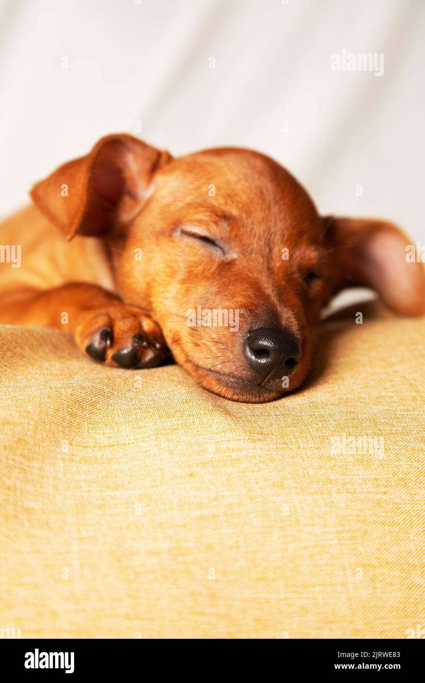 Il cucciolo dorme dolcemente. Il concetto di cura degli animali domestici. Foto verticale. Foto Stock