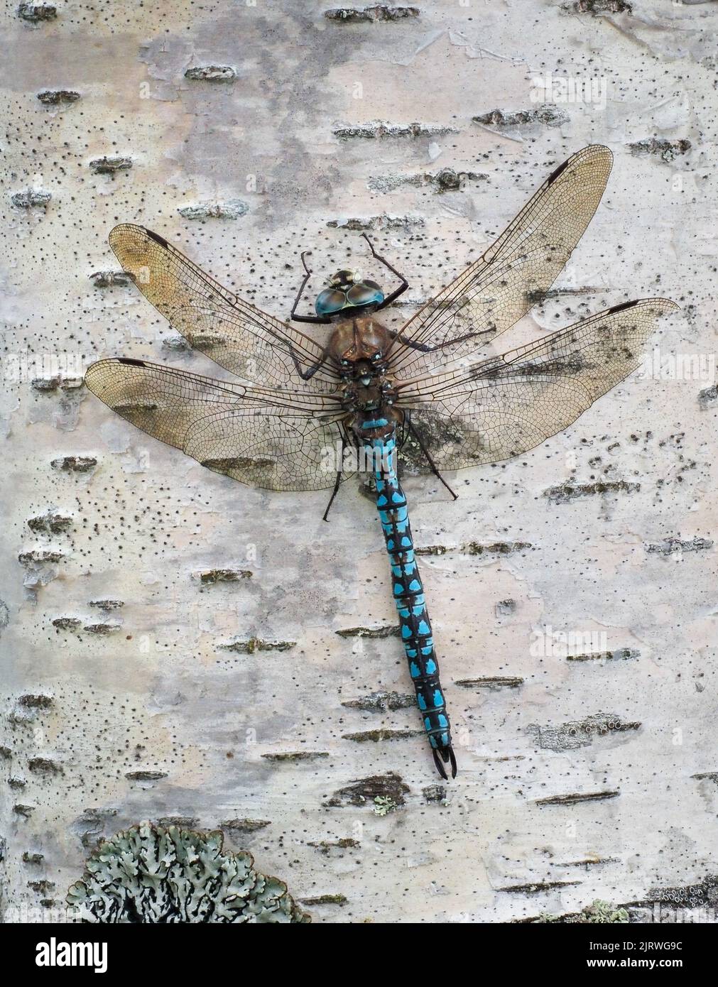 Azure Hawker libellula Aeshna caerulea che riposa sul tronco di betulla Norvegia Foto Stock