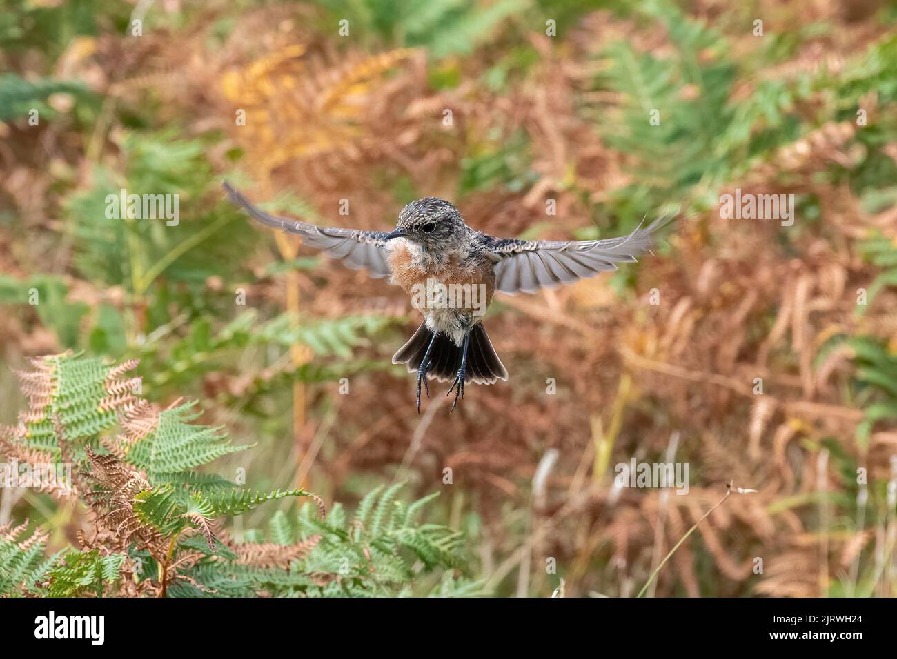 Stonechat (Saxicola rubicola) uccello femmina o immaturo in volo sulla campagna aperta, Dorset, Inghilterra, Regno Unito Foto Stock