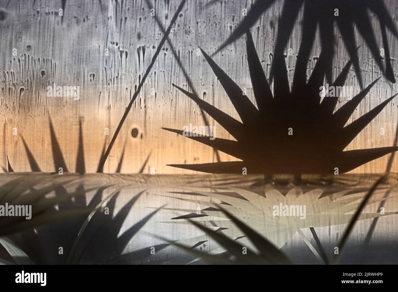 Paesaggio astratto con piante tropicali e acqua limpida e tranquilla. Il riflesso dal vetro intagliato su tavola di legno. L'immagine è colorata Foto Stock
