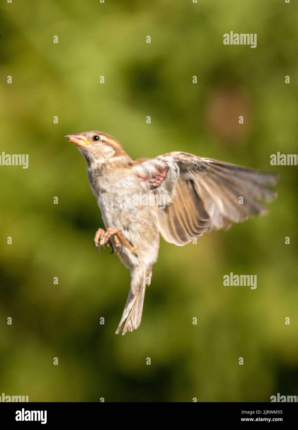 Flying House Sparrow, Passer domesticus, UK, 2022 Foto Stock