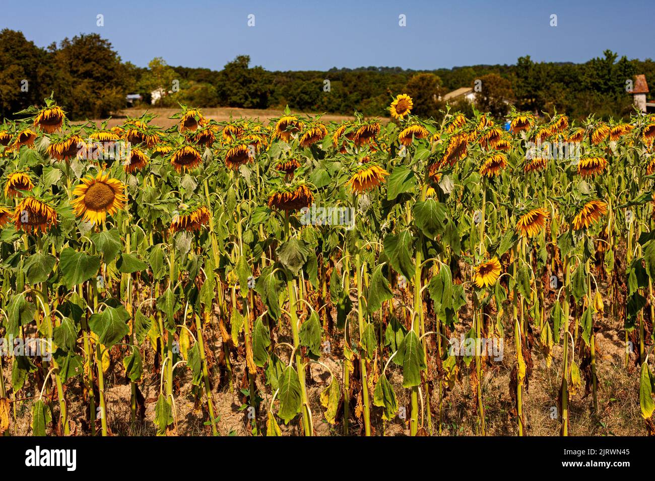 Panorama secco Paesaggio dei campi di girasole a cielo nuvoloso lungo le Puy Route. Via di San Giacomo in Francia Foto Stock