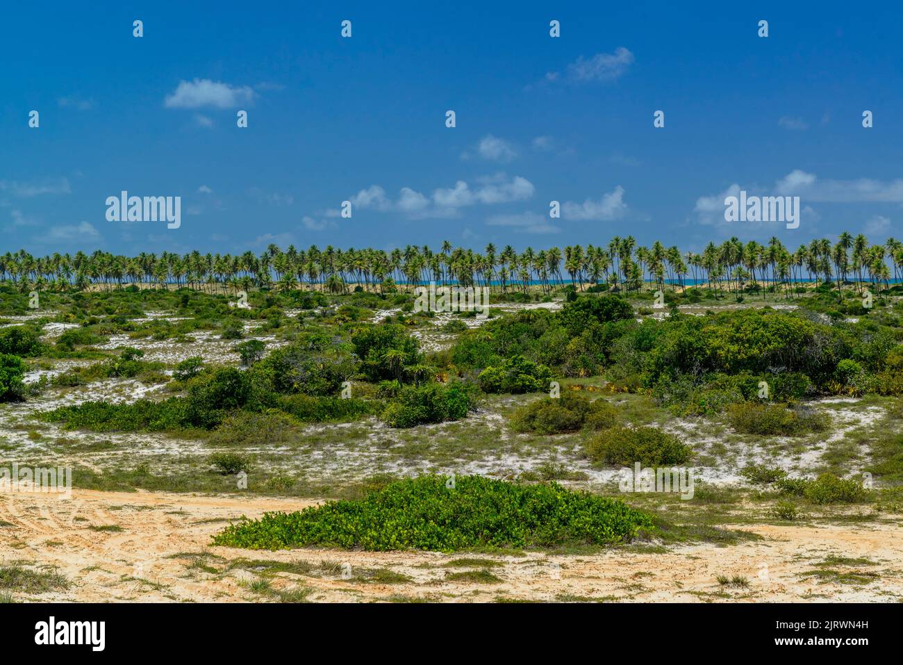 Imbassai Beach, vicino a Salvador, Bahia, Brasile il 15 ottobre 2016. Boschetto di cocco sul mare. Foto Stock