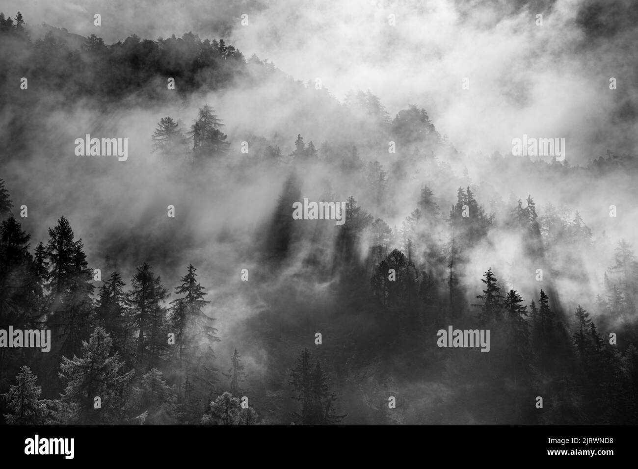 la luce del sole splende attraverso la nebbia che sovrasta una collina boschiva coperta di pini. Ombre bianche e nere Foto Stock