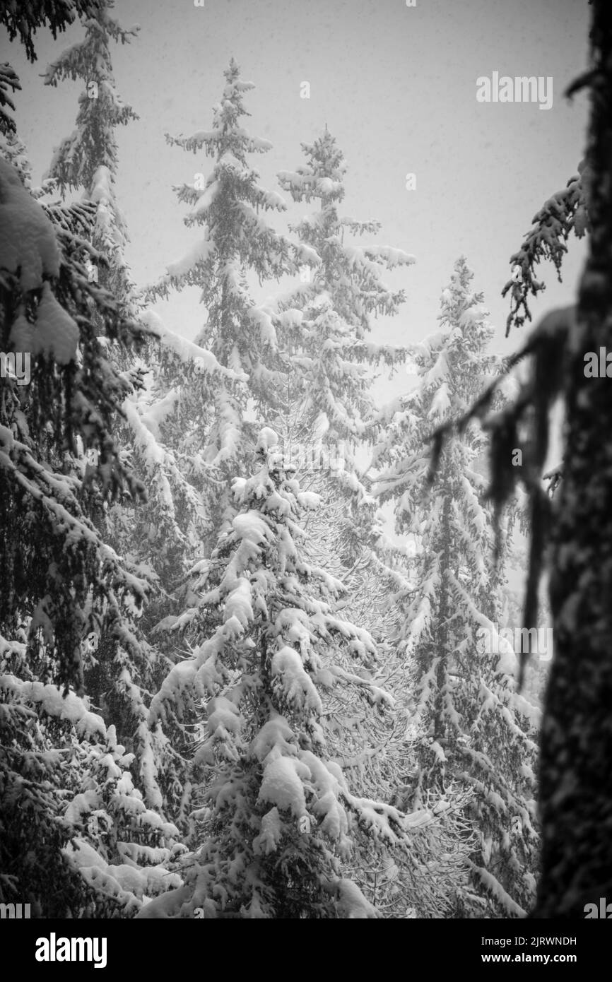 Un inverno nebbiosa in una pineta con alberi innevati Foto Stock