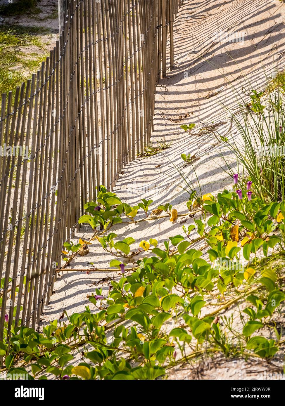 Recinzione di neve in dune di sabbia sulla spiaggia dell'Oceano Atlantico nel Washington Oaks Gardens state Park a Palm Coast Florida USA Foto Stock