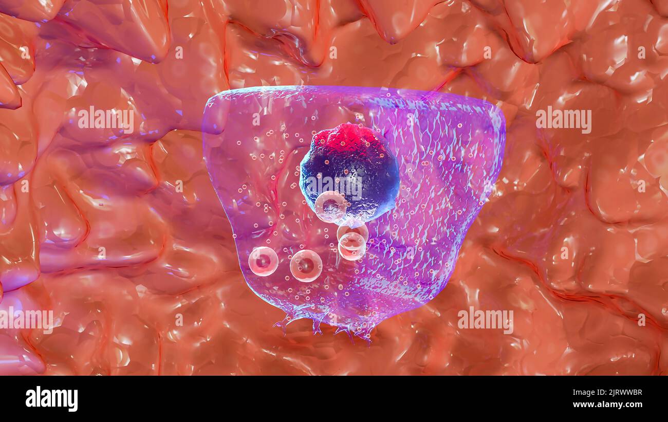 Istologia della ghiandola tiroidea, follicoli, colloide, tireoglobulina, lodotiroglobulina, Cellule parafollicolari o (C), follicolari, resa 3D Foto Stock