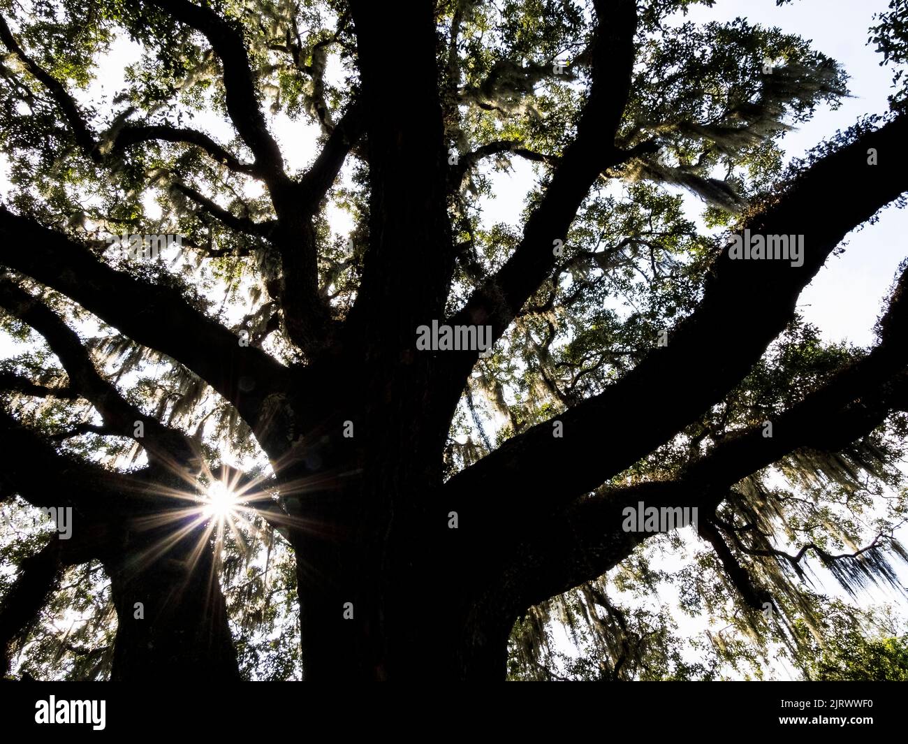 Live Oak Tree nel quartiere storico di Washington Oaks nel Washington Oaks Gardens state Park di Palm Coast, Florida Foto Stock