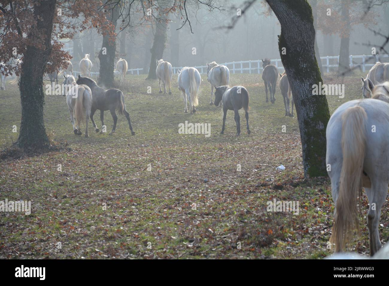 Mandria di cavalli a Lipica, Slovenia Foto Stock