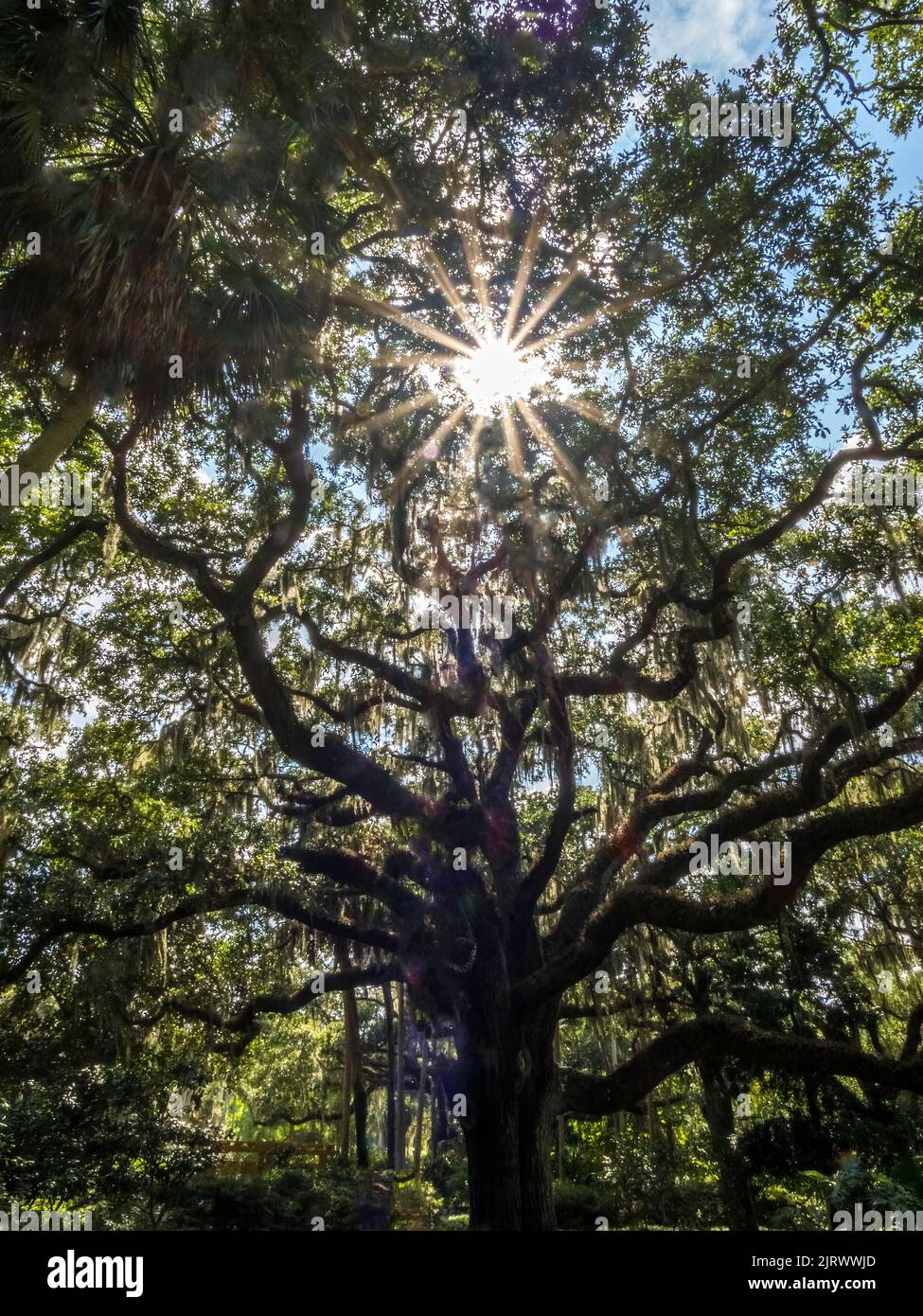 Live Oak Tree nel quartiere storico di Washington Oaks nel Washington Oaks Gardens state Park di Palm Coast, Florida Foto Stock