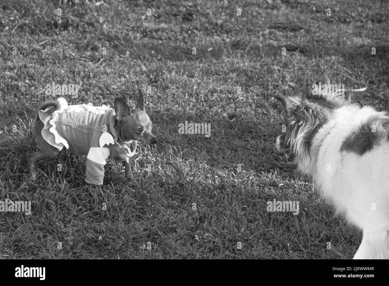 Stare cani intensi (piccolo vs cane di taglia media). I cani piccoli hanno un maglione ed è un Pinscher in miniatura Foto Stock