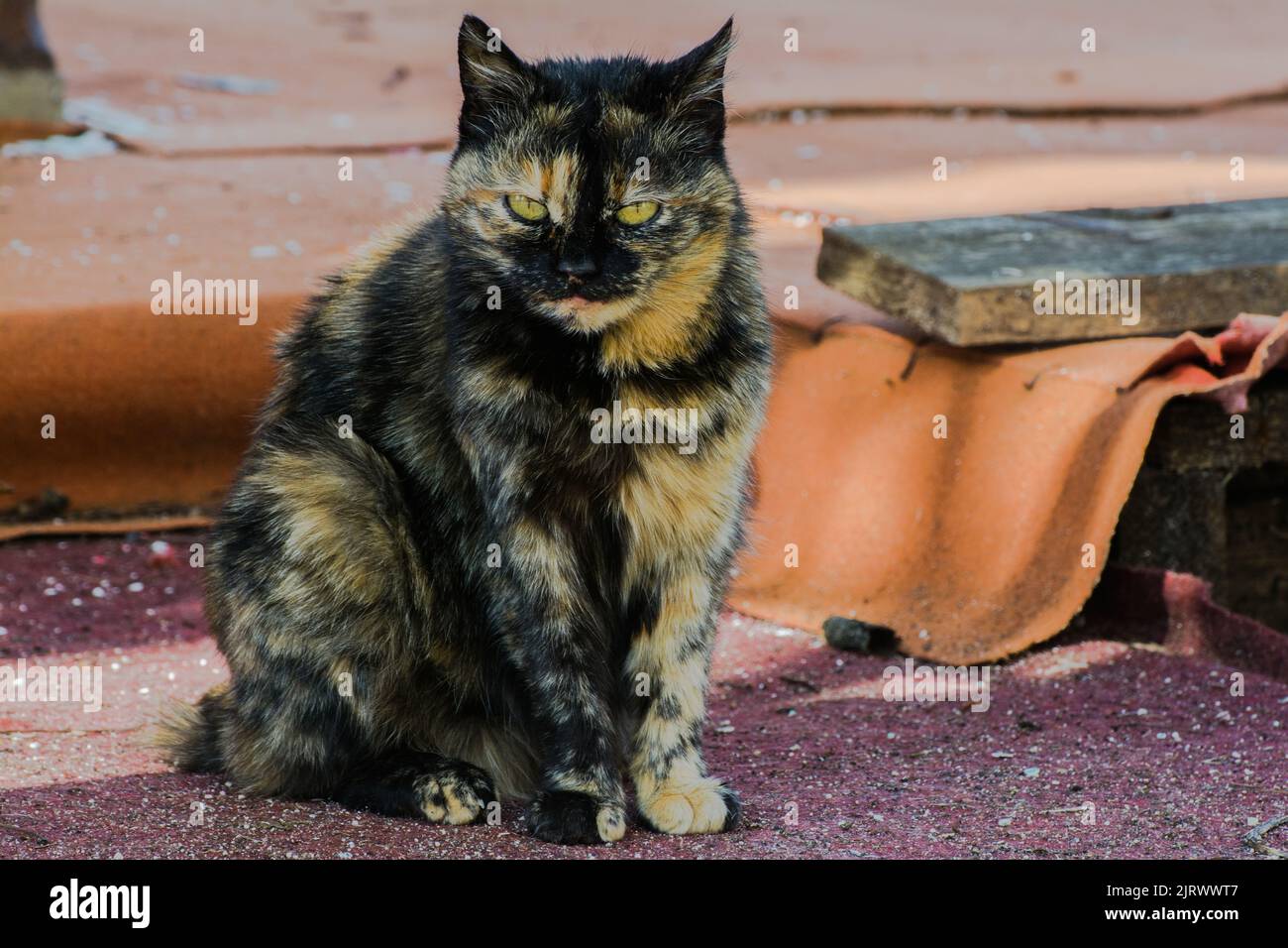 gatto dorato e nero con lingua fuori e occhi gialli Foto Stock