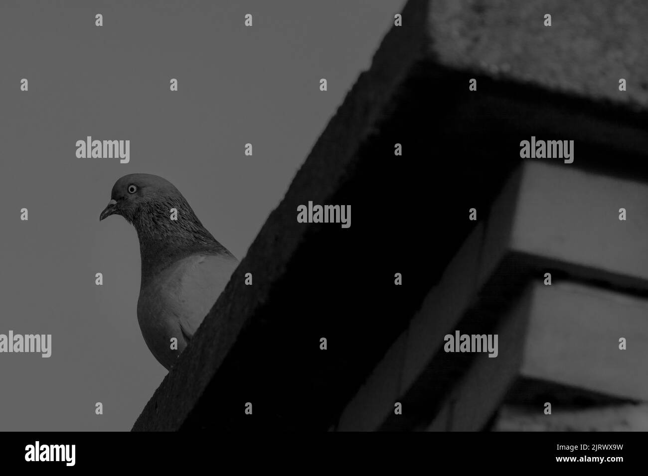 pigeon guardando da tetto foto monocromatica Foto Stock